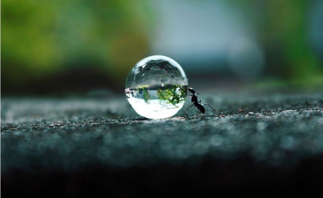 Ant vs Water Droplet