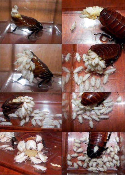 Birth Of Cockroaches 