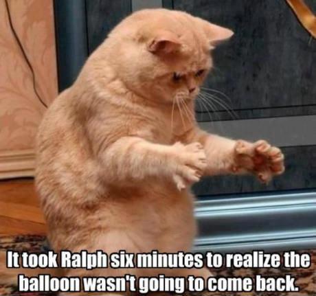 Cat and balloon - Took Ralph six minutes to realize the balloon wasn't going to come back 