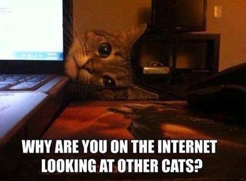 Cat - Why are you on the Internet looking at other cats ?