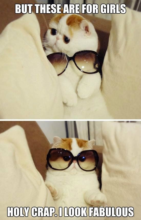Cat with sunglasses -  But these are for girls . Holy crap, I look Fabulous ! 