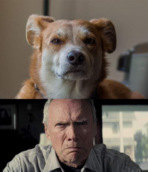Clint Eastwood and dog look alike