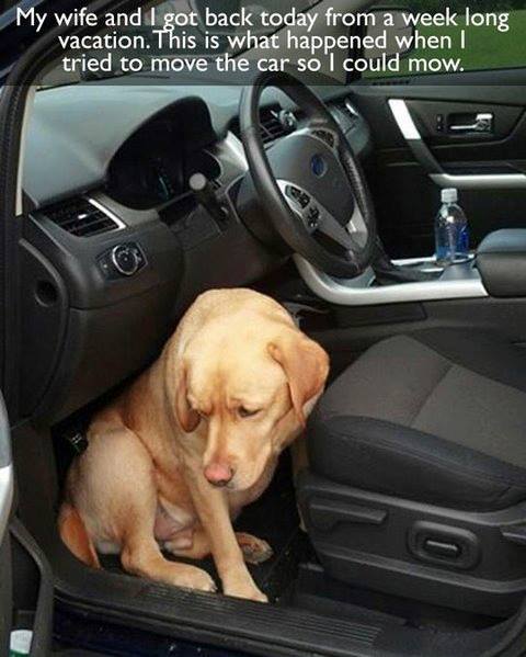 Dog afraid that owner will leave him home again if he enters the car !