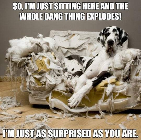 Dog - So, I'm just sitting here and the whole dang thing explodes!