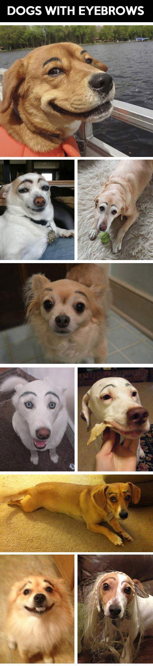 Dogs with eyebrows.