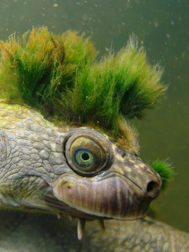Mary River Turtle with a growing algae mohawk.