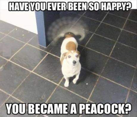 Have you ever been so happy? You became a peacock?