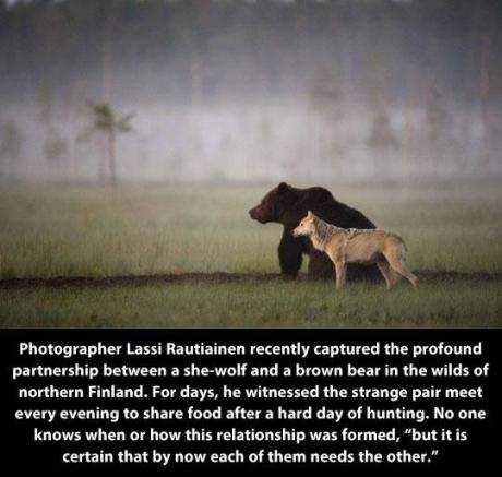 Partnership between a she-wolf and a brown bear