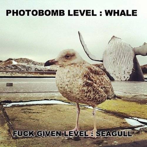 Photobomb level - Whale
