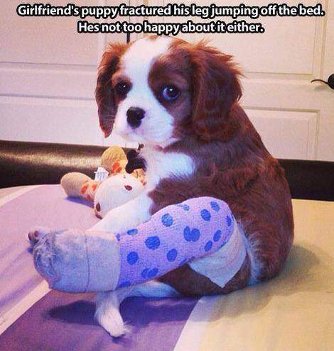 Puppy fractured his leg jumping off the bed.