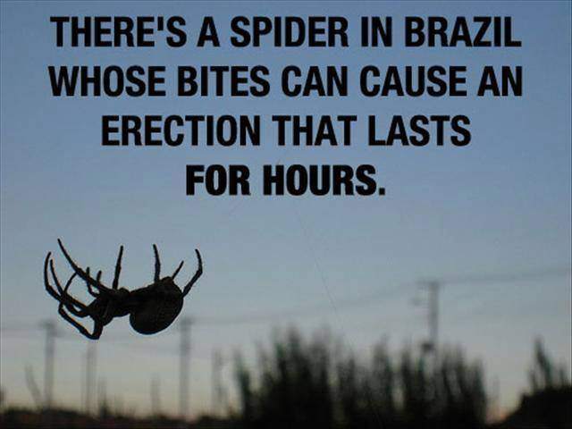 Spider whose bites can cause an erection that lasts for hours.