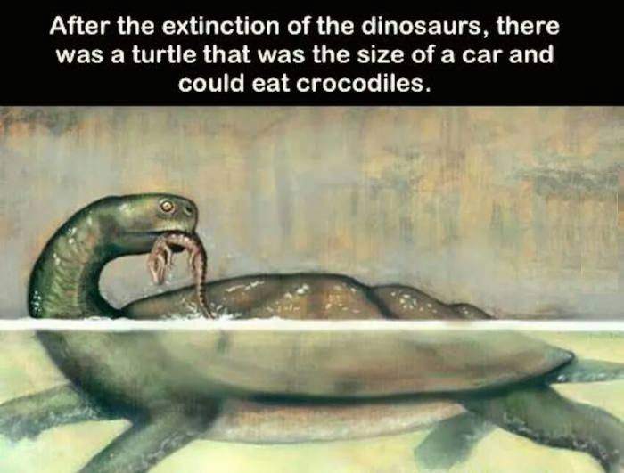 There was a turtle that was the size of a car after dinosaurs.