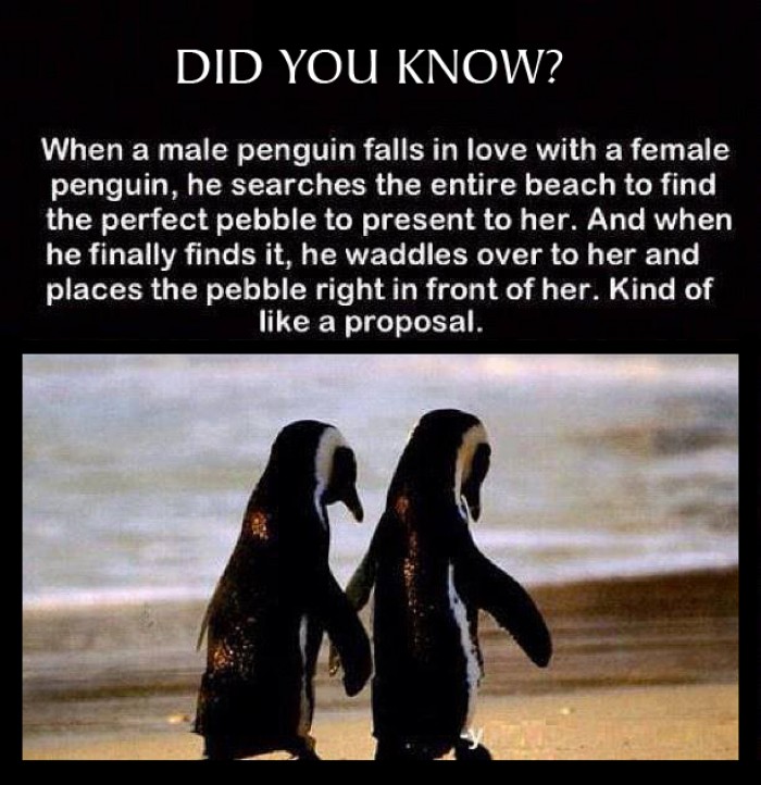 How penguins shows their love