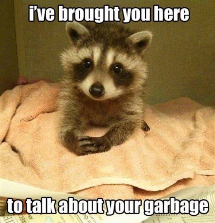 Raccoon - I've brought you here to talk about your garbage..