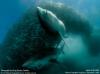 Spirit of the Wild - Sharks - Photograph by Doug Perrine