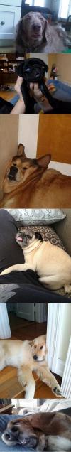 Collection of funny dog's faces while sleeping ! 